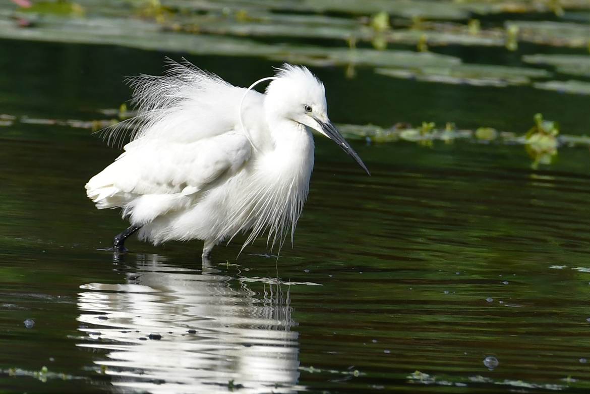 La belle Aigrette garzette.