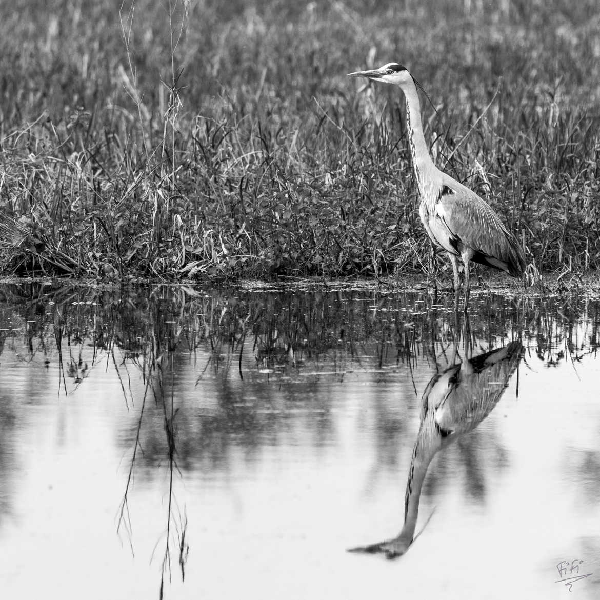 heron 2