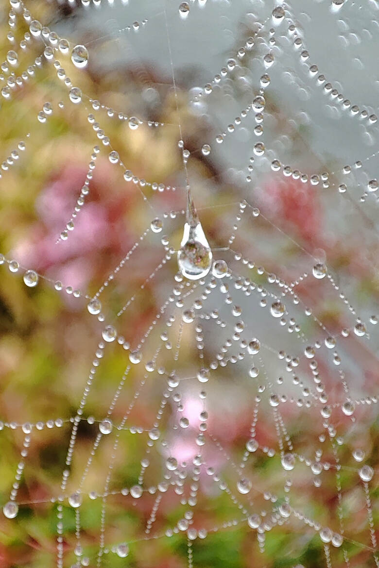 rosée du matin chagrin