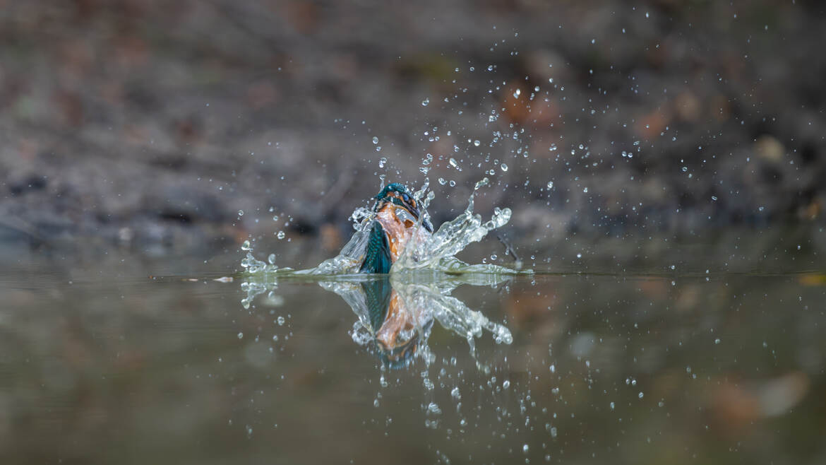 Le grand plongeon