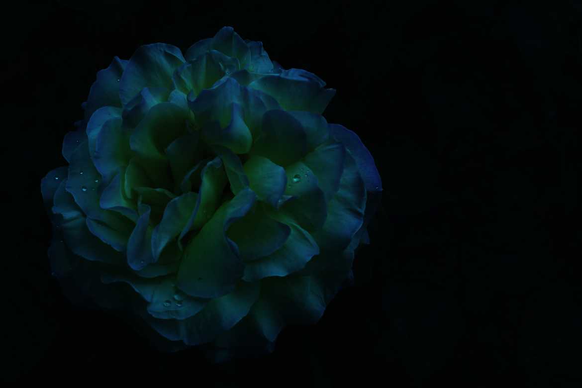 Une rose bleu, jaune