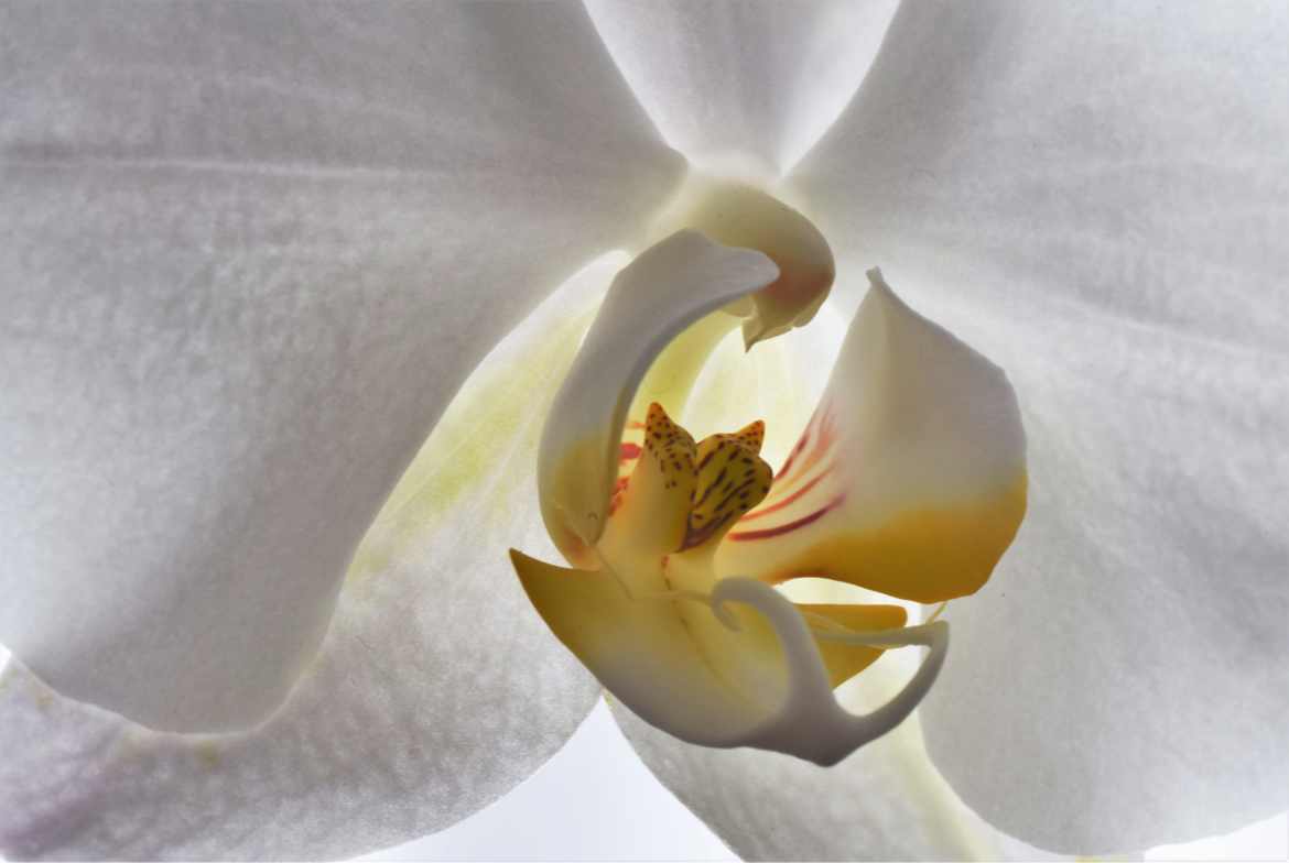 Orchidée blanche.