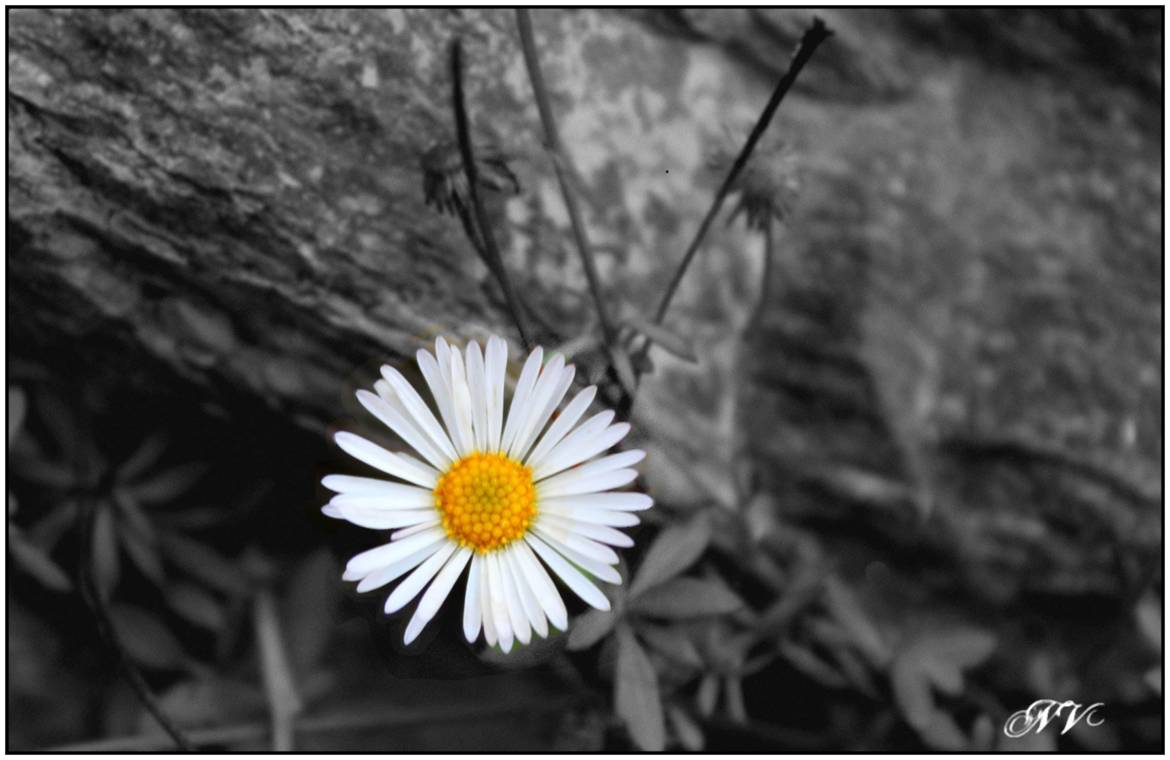 jolie petite fleur