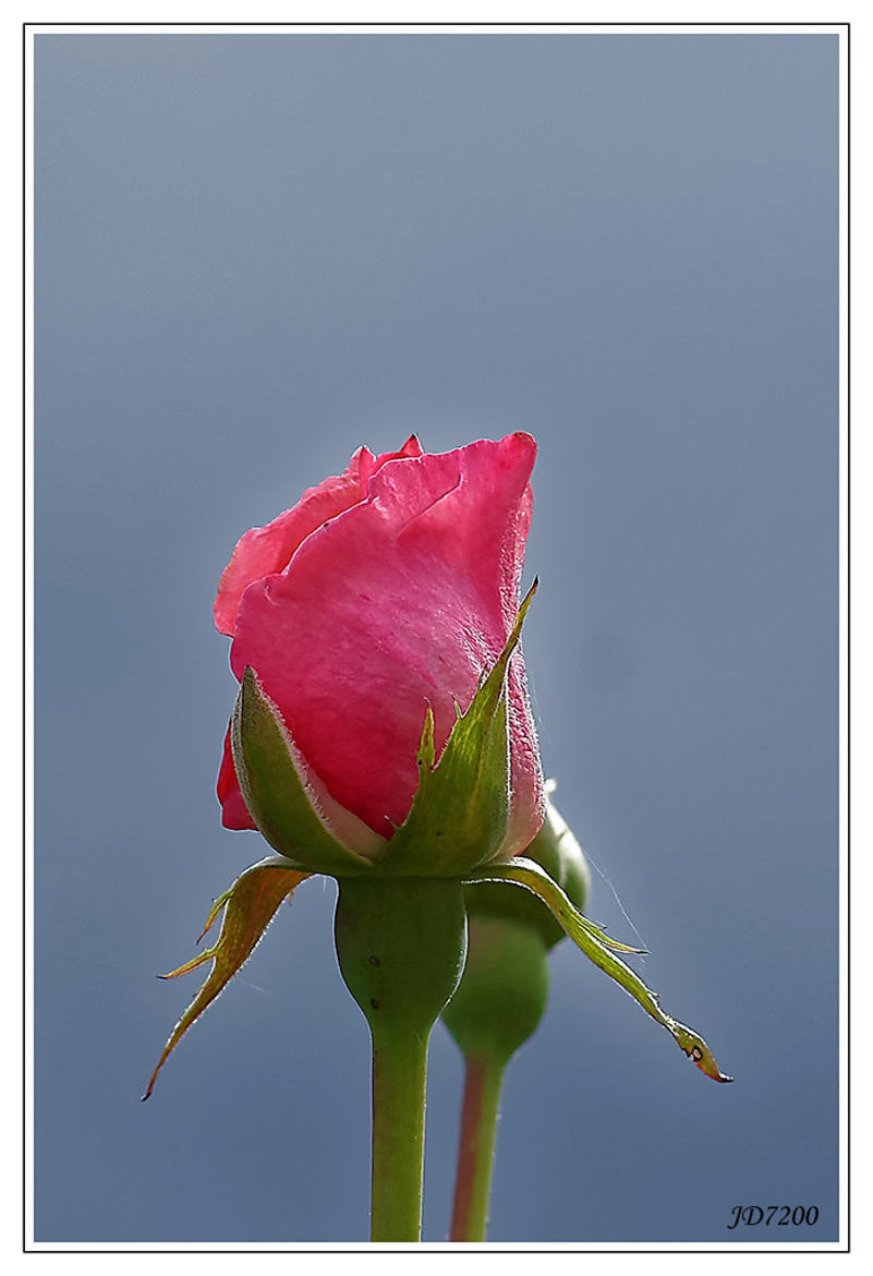 Portrait d’une Rose