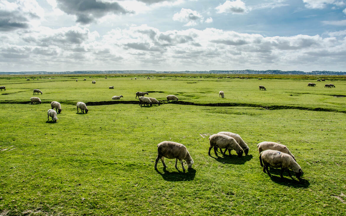 Elevage des Prés-Salés