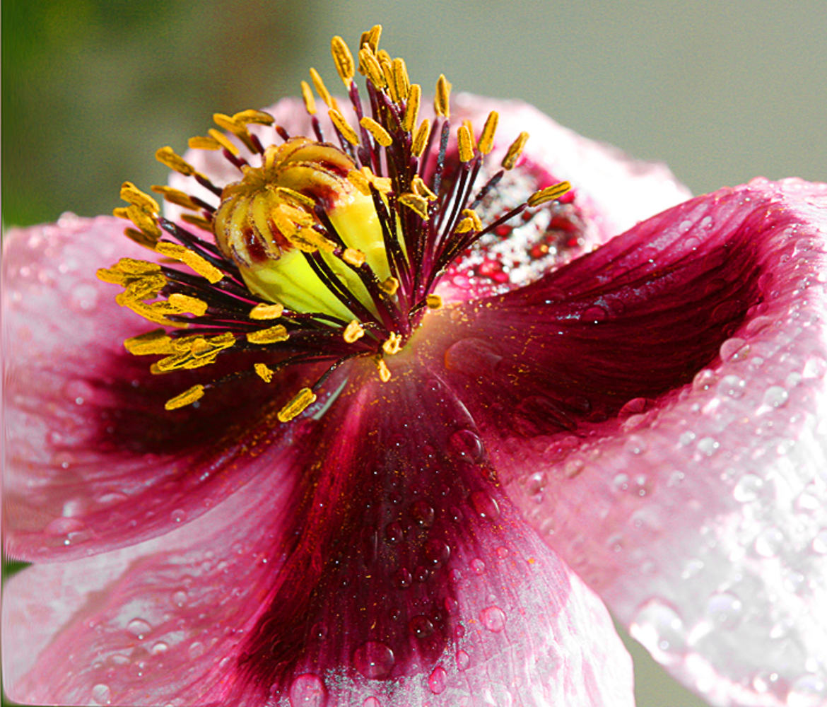 Coquelicot en amcro