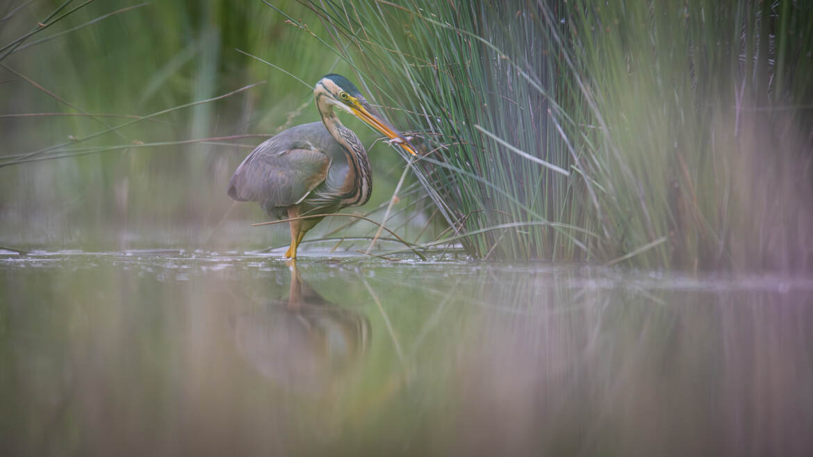 Héron pourpré en chasse
