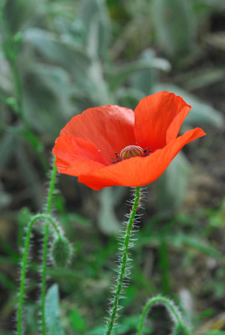 profil de coquelicot