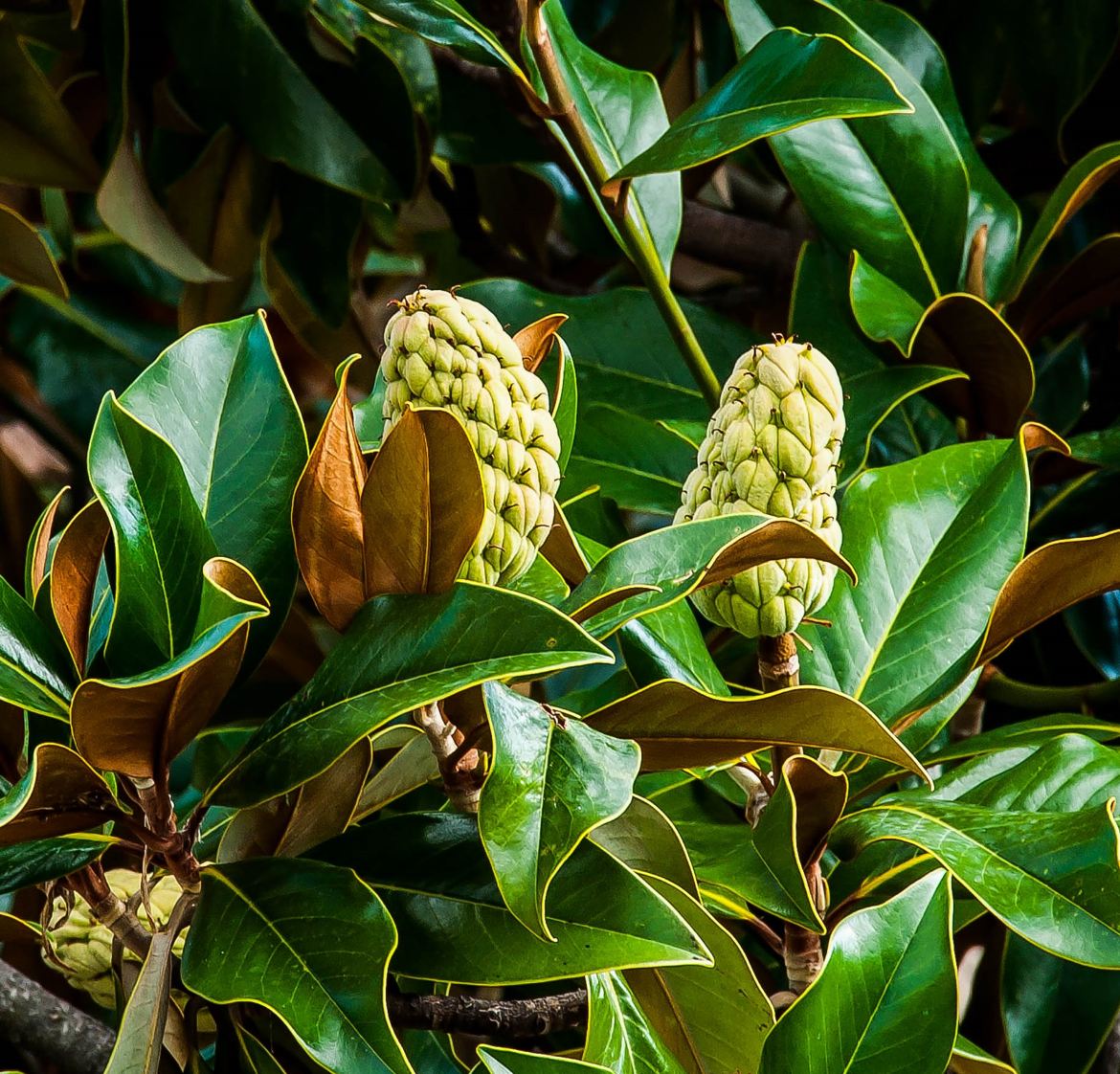 Magnolia à grande fleur