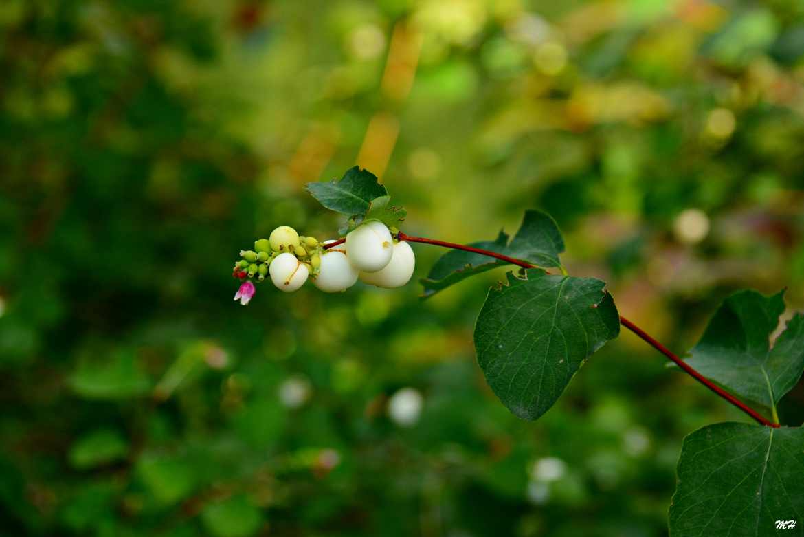 Petites boules