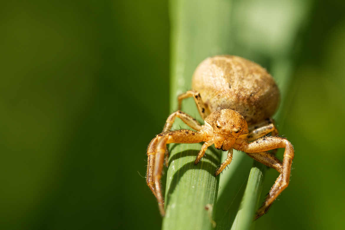 araignée du soir .........