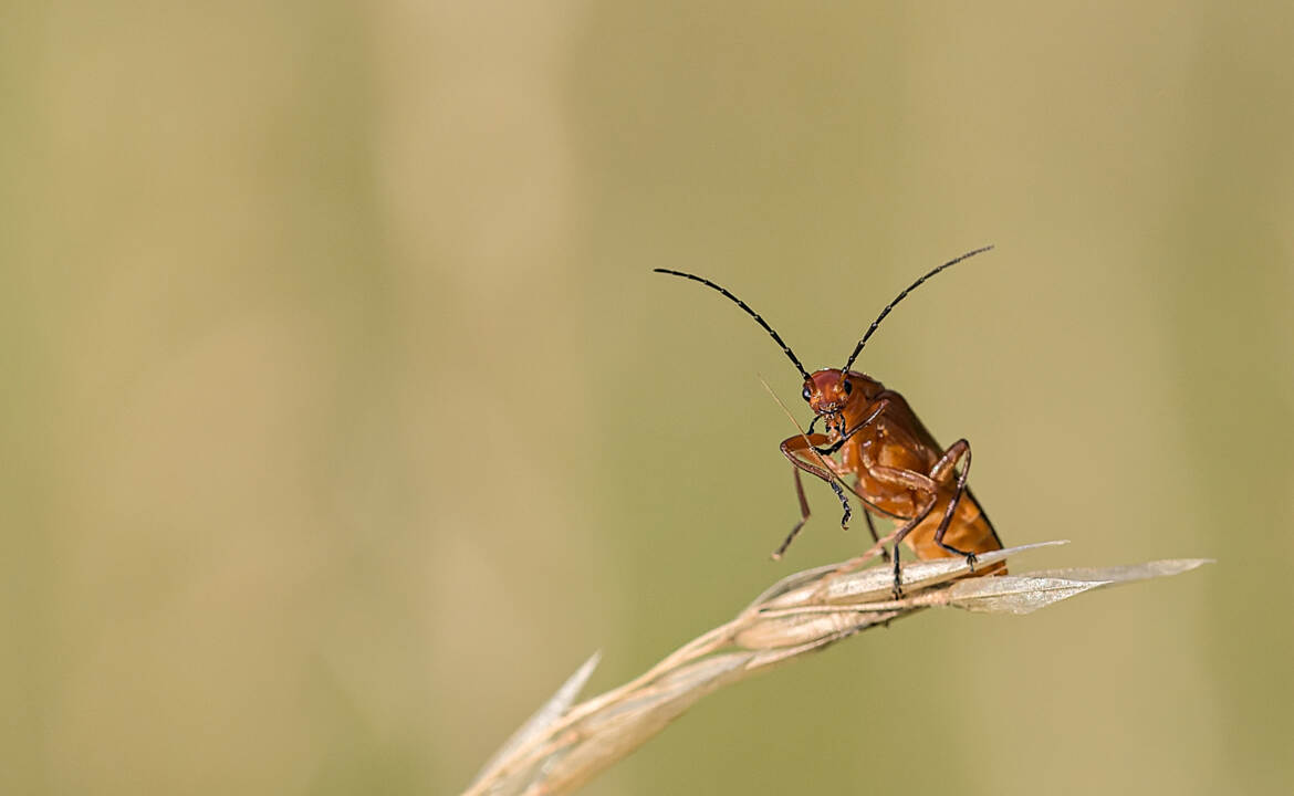 Téléphore fauve (3)