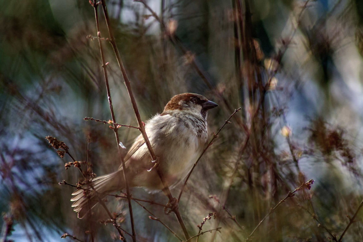 bokeh de 17h11m09s