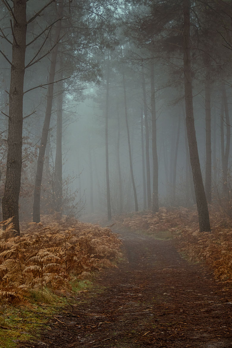 Ballade en forêt