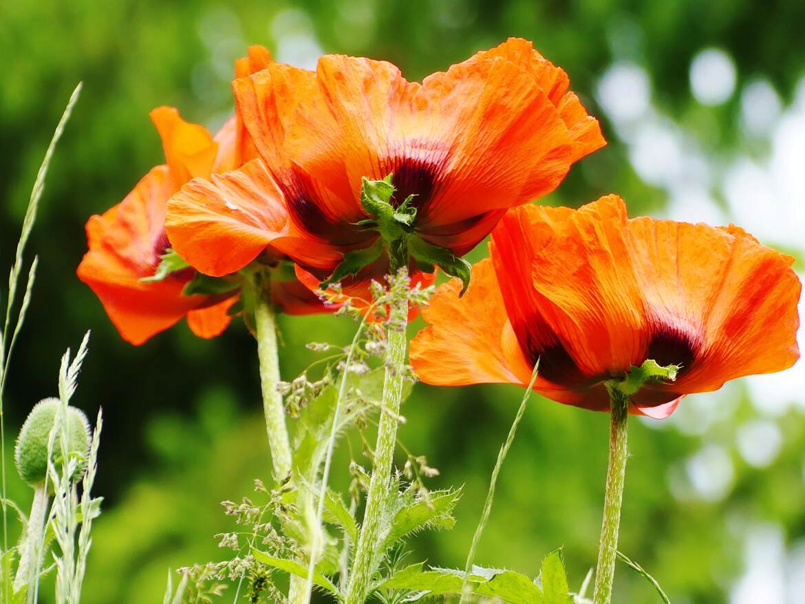 Pavots de mon jardin