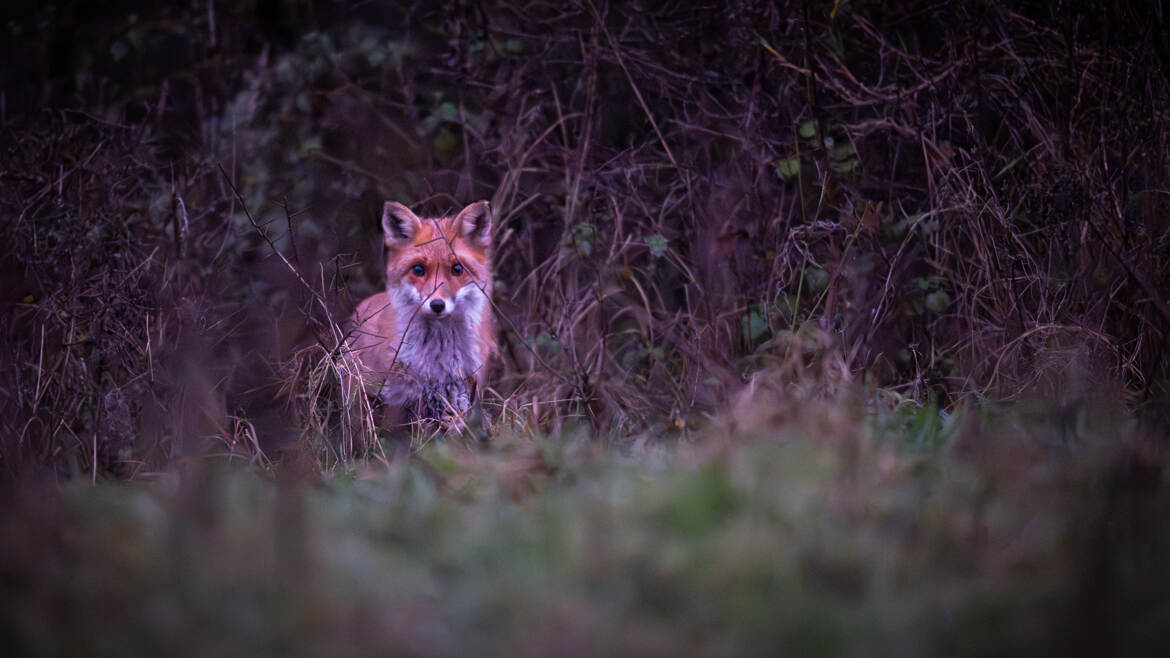 Dans les yeux de goupil...