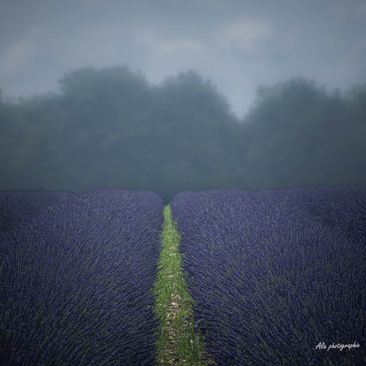 saison des lavandes