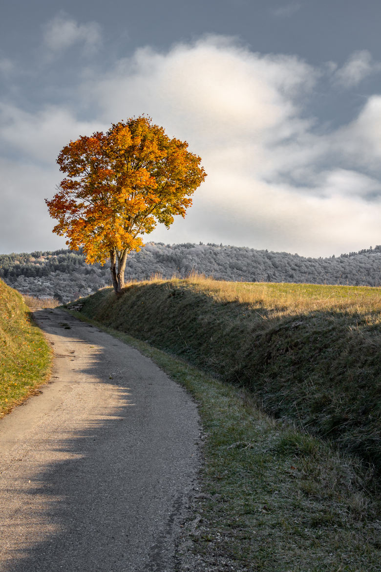 La route et l'arbre