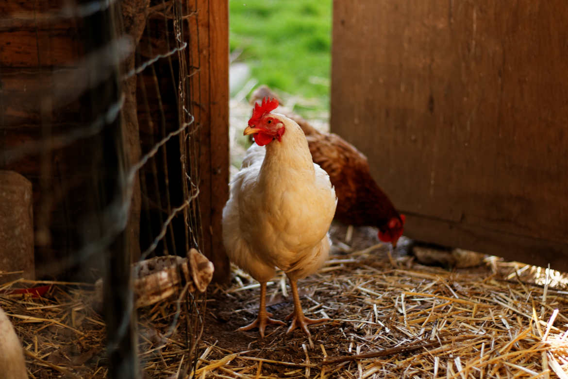 L'entrée des poulettes