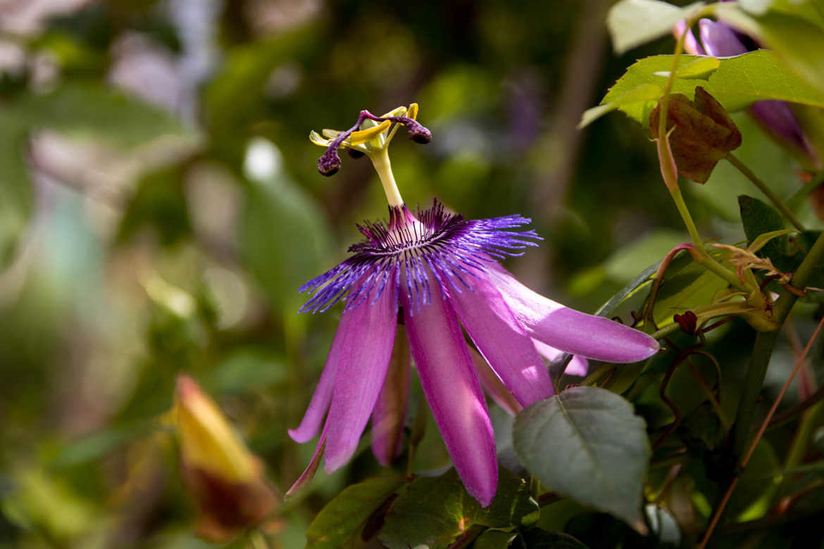 fleur