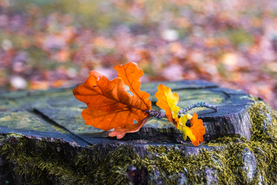 Sérénité automnale