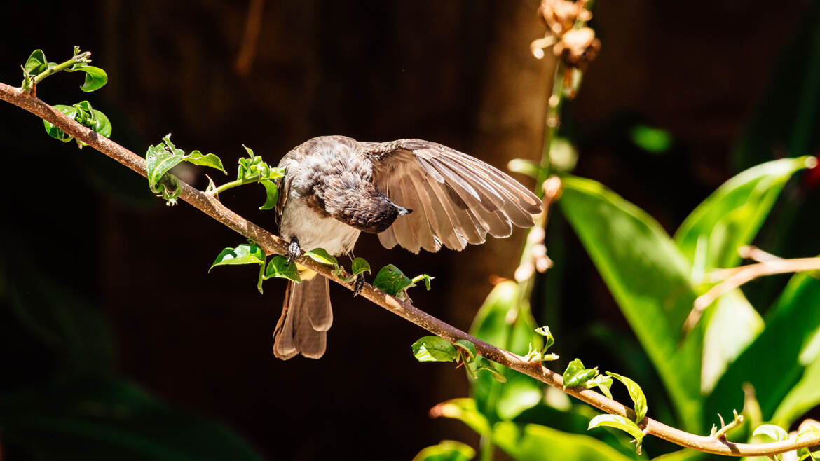 Inspection des ailes