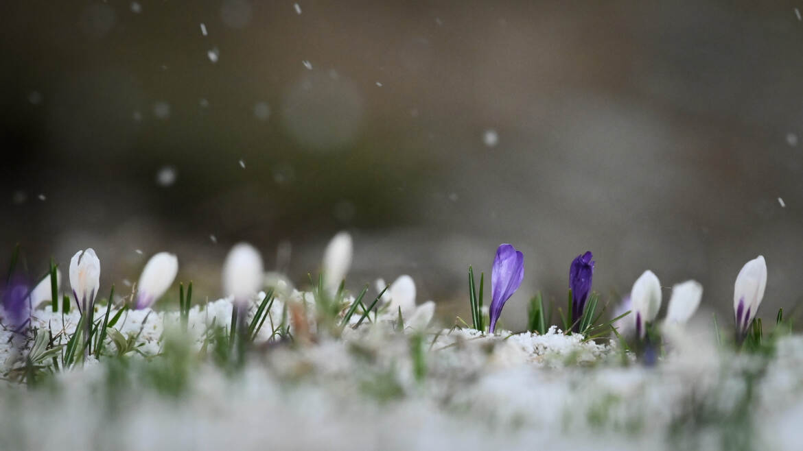 Crocus sous l'averse de neige