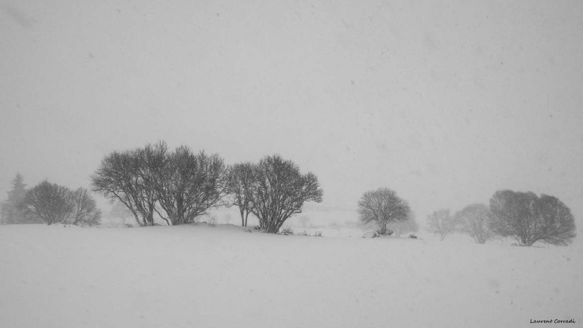 Le Silence des Arbres