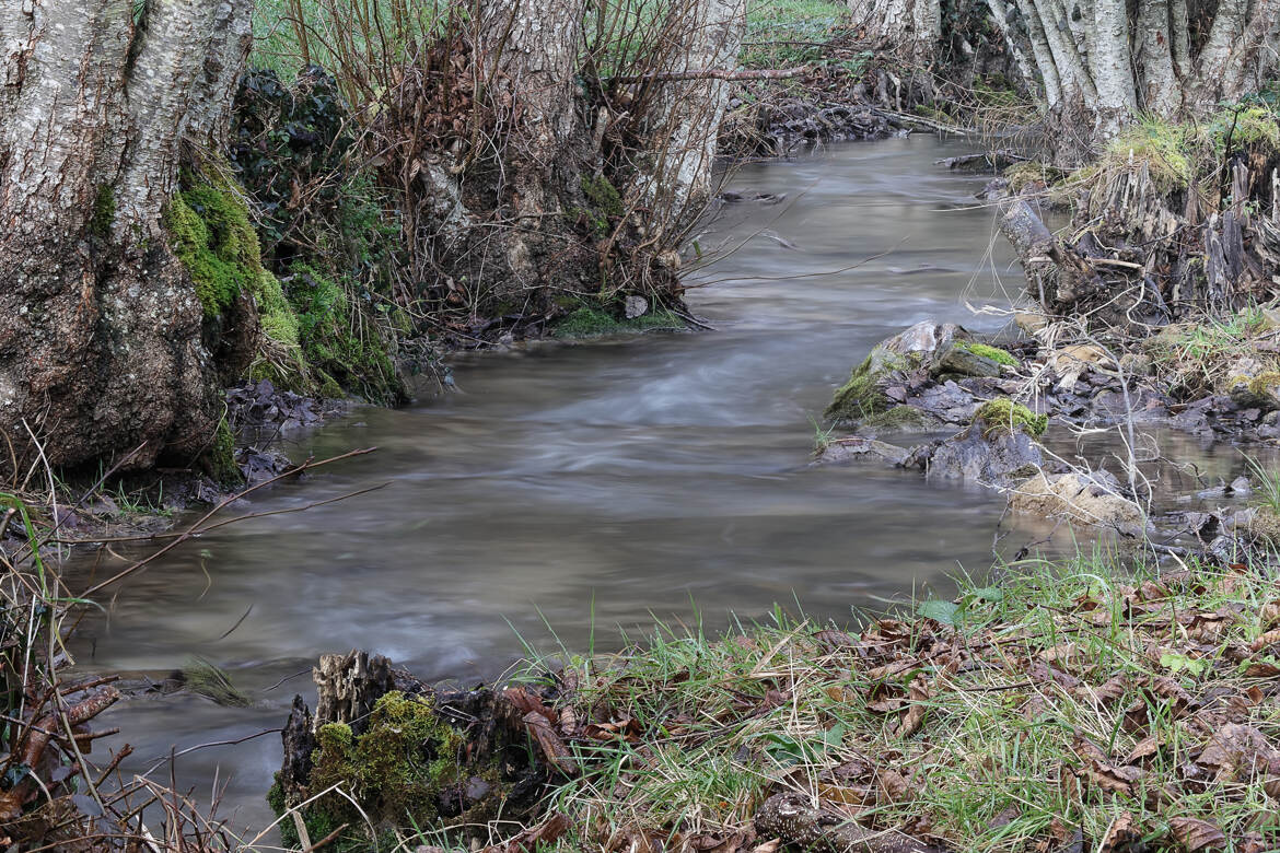 Le ruisseau dans la prairie