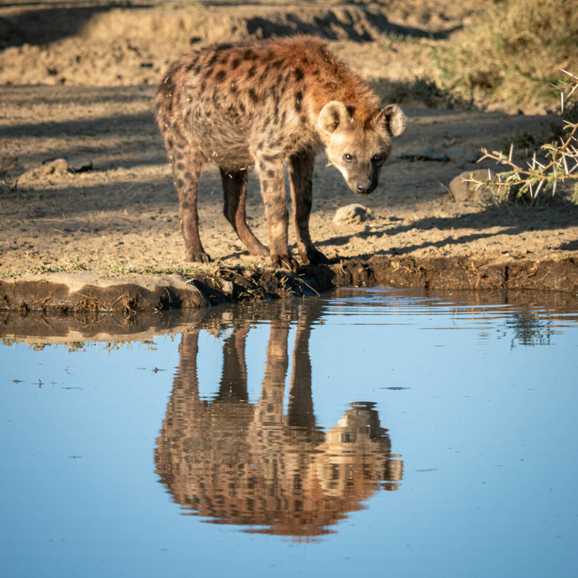 Miroir mon beau miroir....