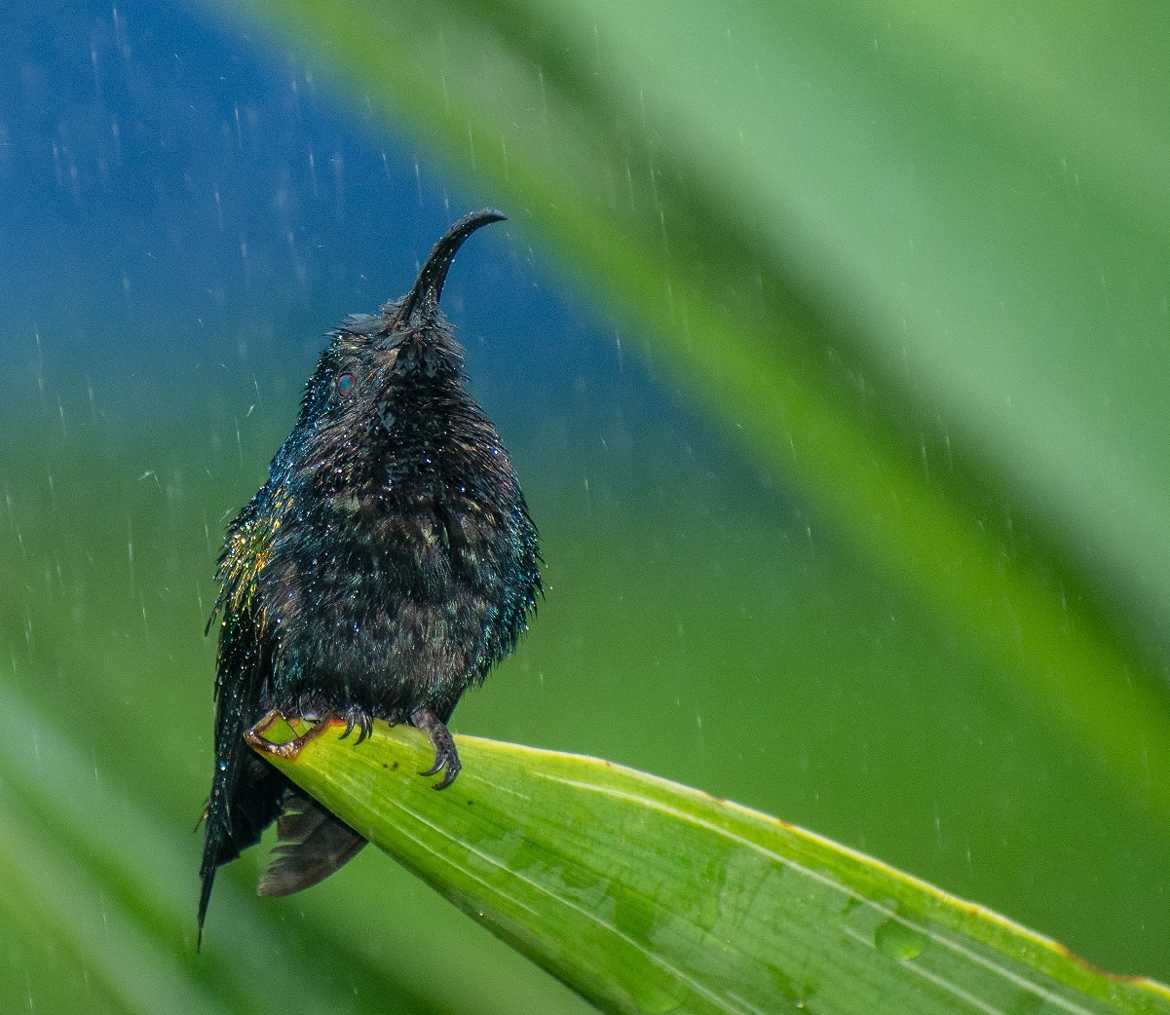 petit Colibri sous la pluie