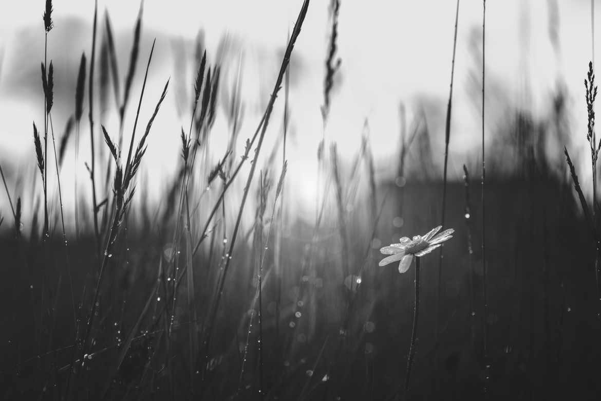 Après la pluie...