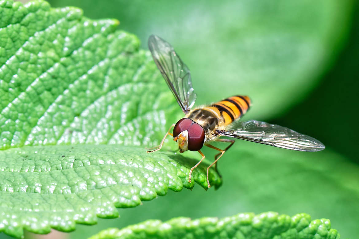 Le syrphe ceinturé, une mouche jaune déguisée en abeille