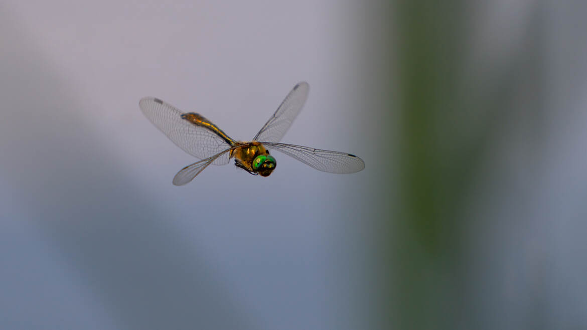 En chasse sur le bord de l'étang