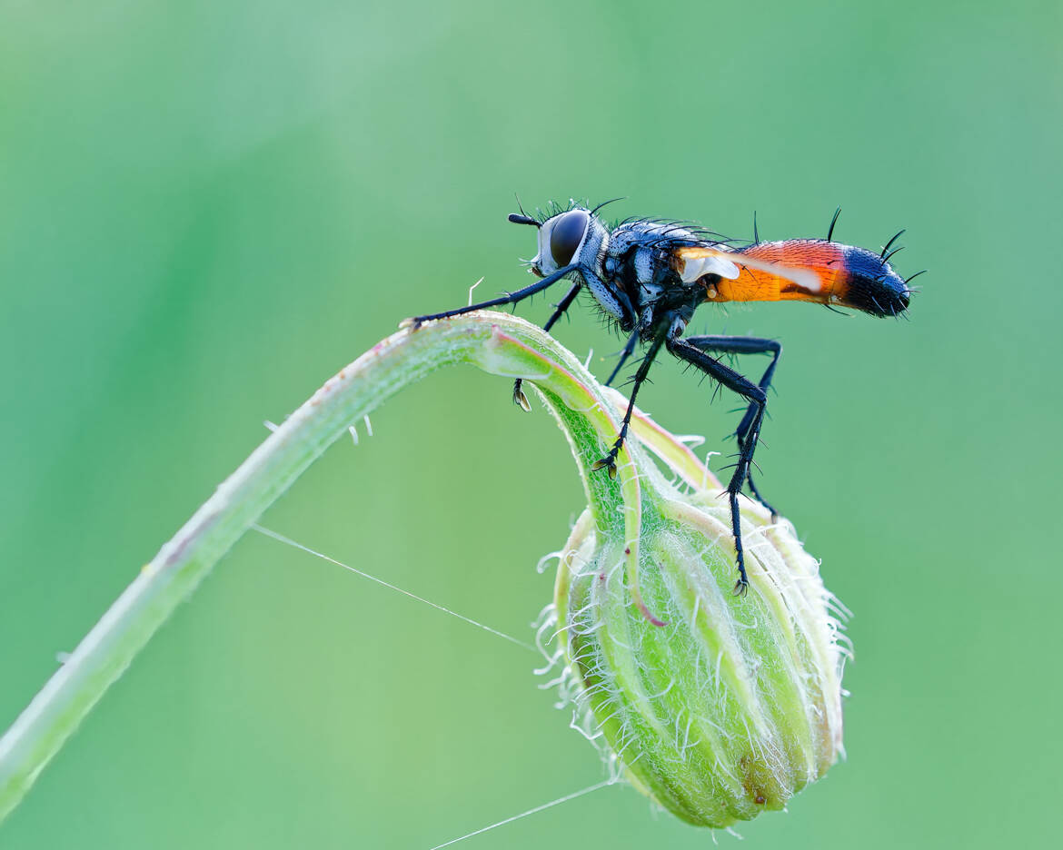 Mouche tachinaire à grandes pattes (2)