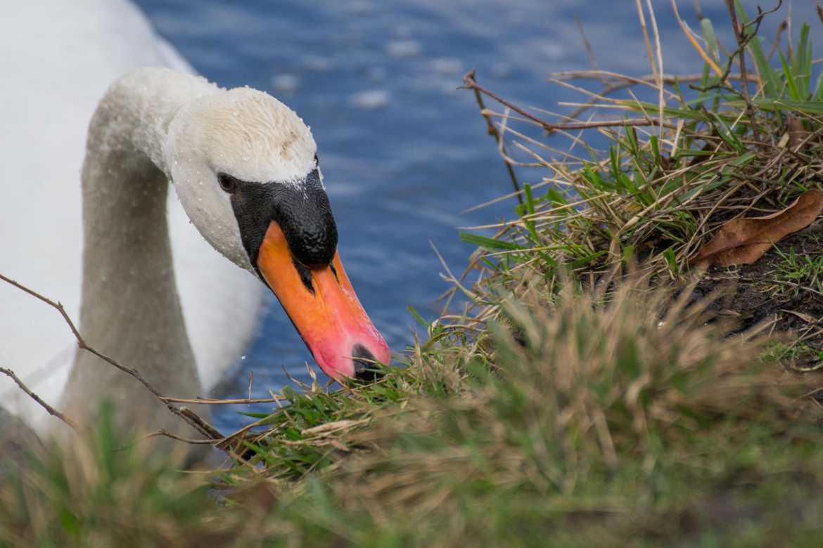 Le cygne