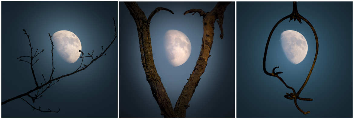 Triptyque : la branche et la lune