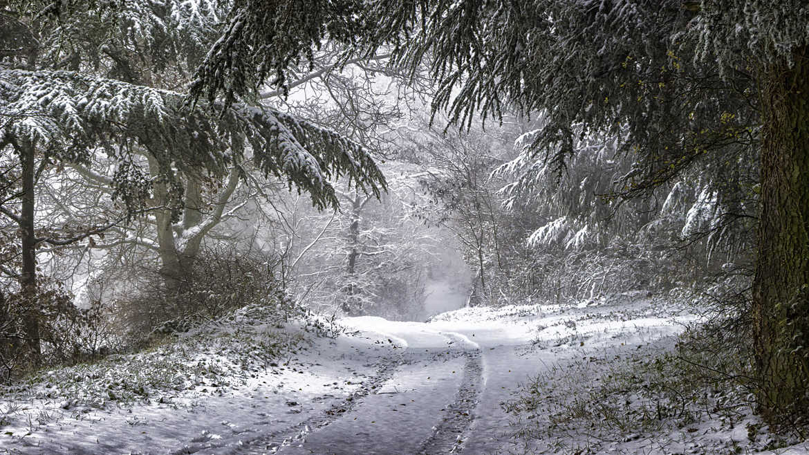 Chemin forestier sous la neige