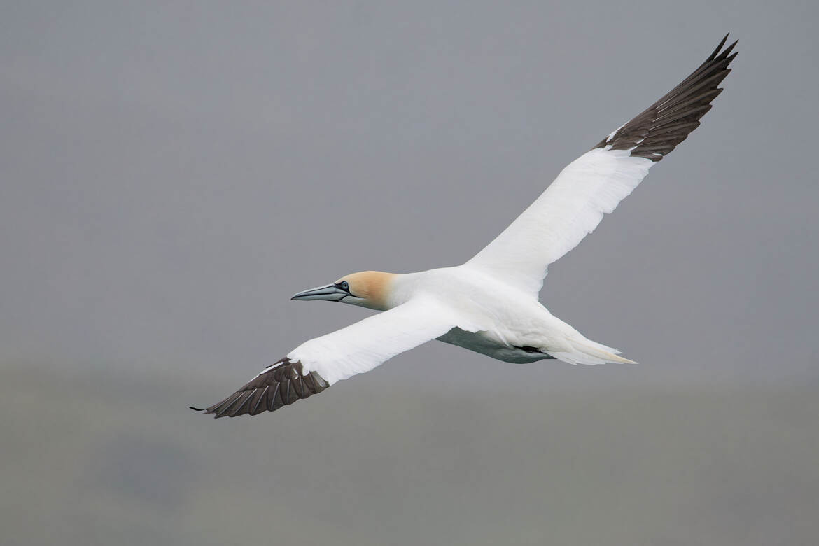 La diagonale du fou...