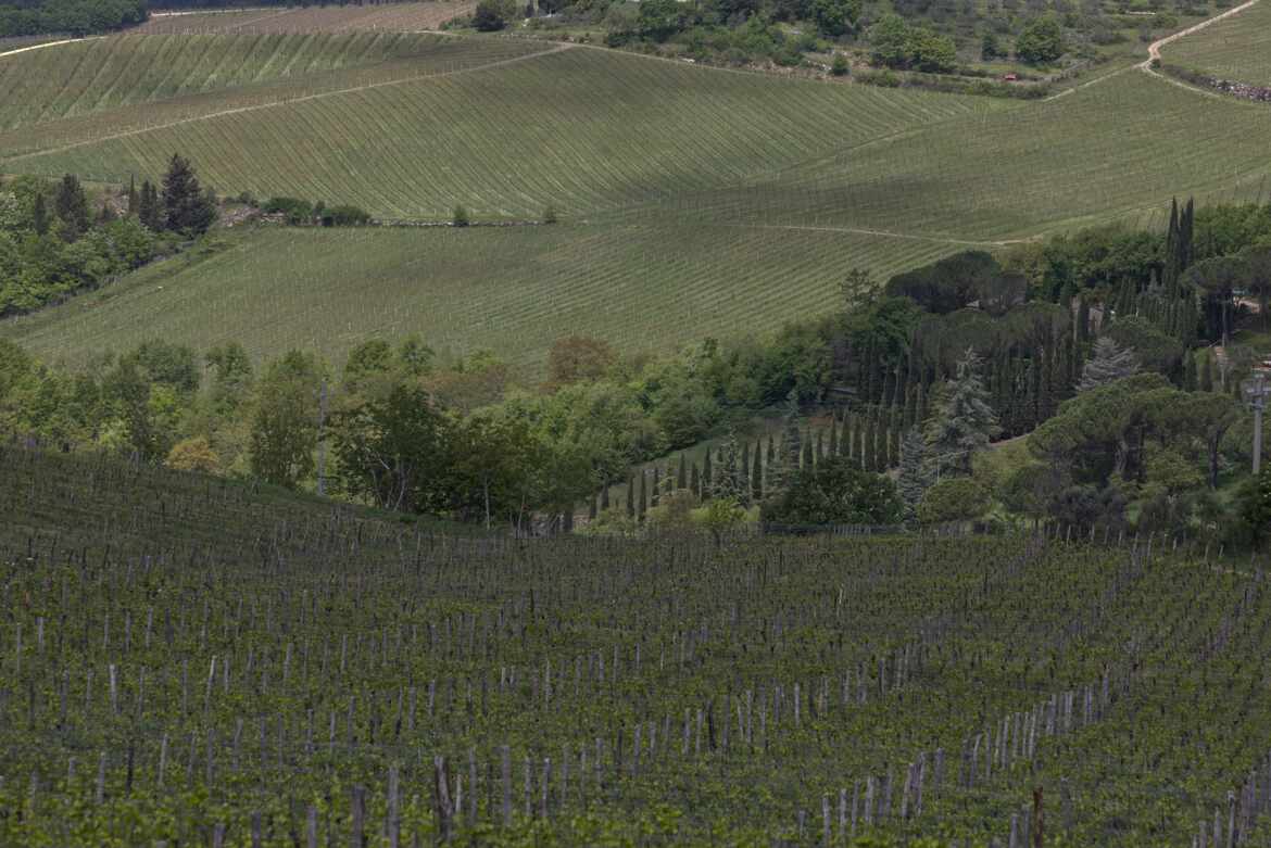 Champs de vignes