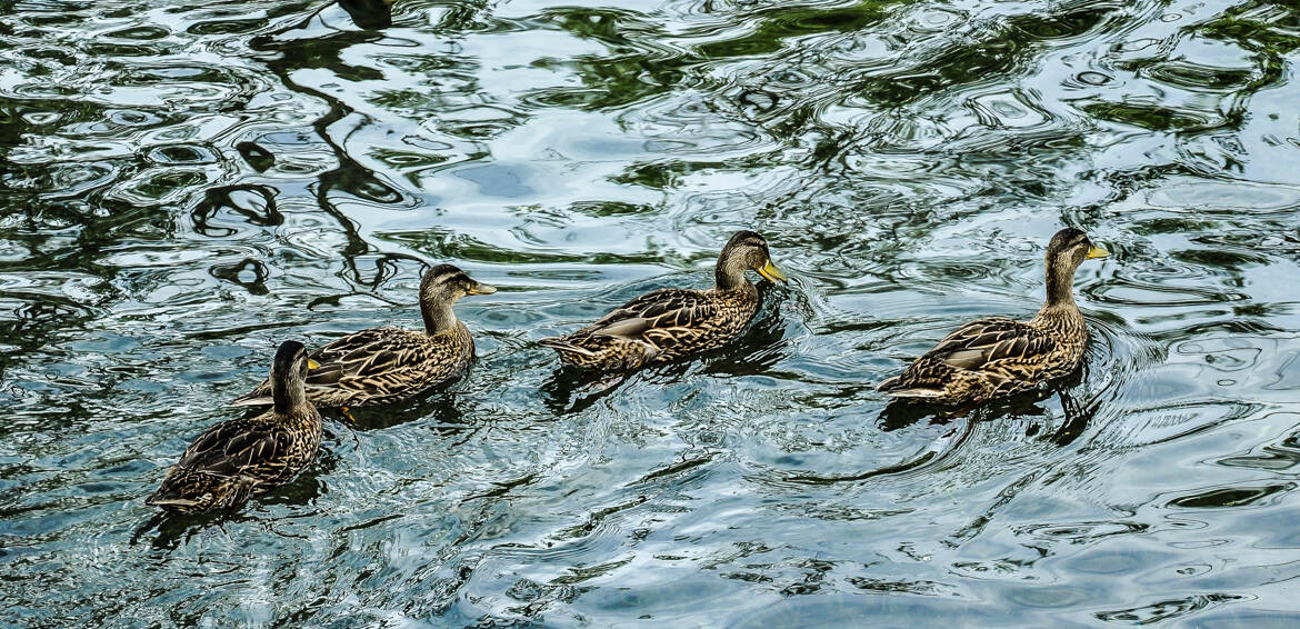 A la queue - Leu leu