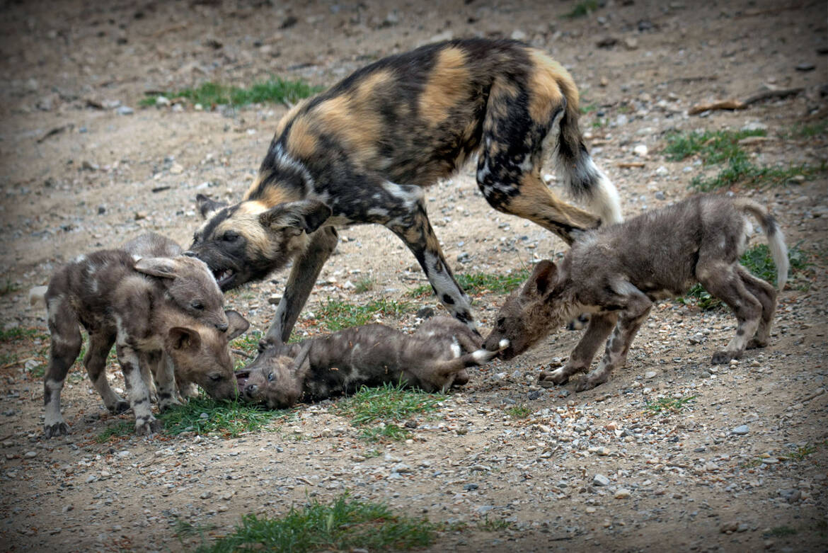 Déjà bien agressifs , ces bébés "hyène" !