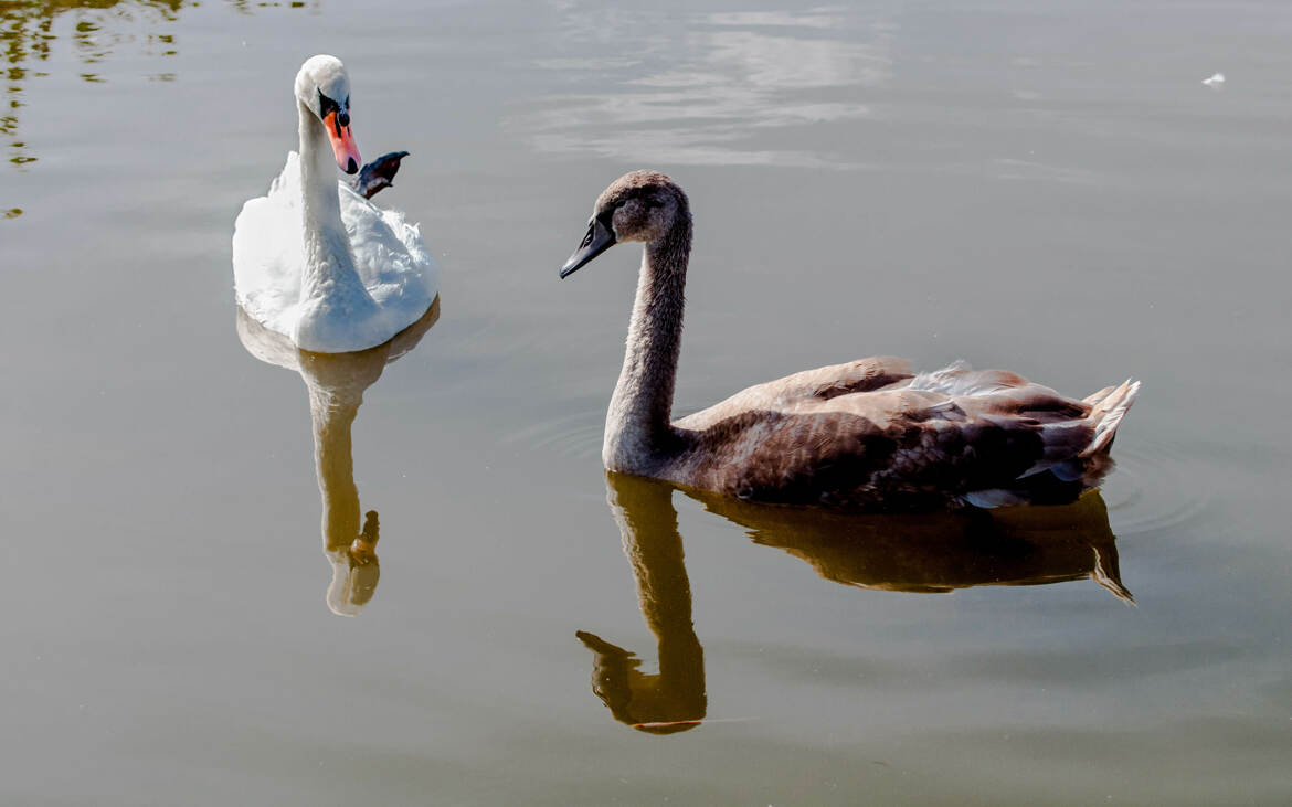 Maman Cygne et son Cygneaux