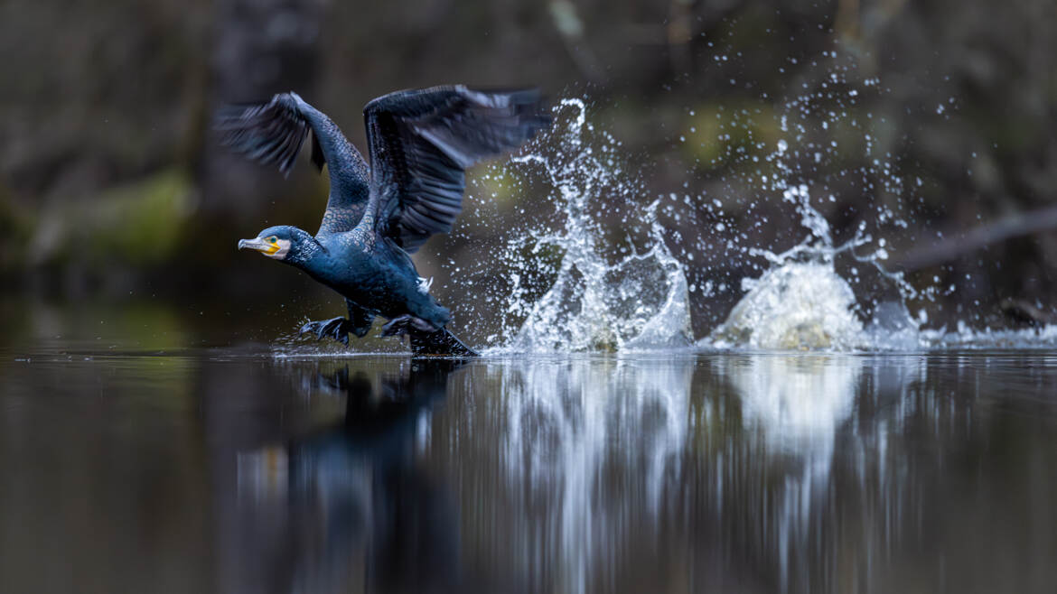 Prise d'élan avant décollage