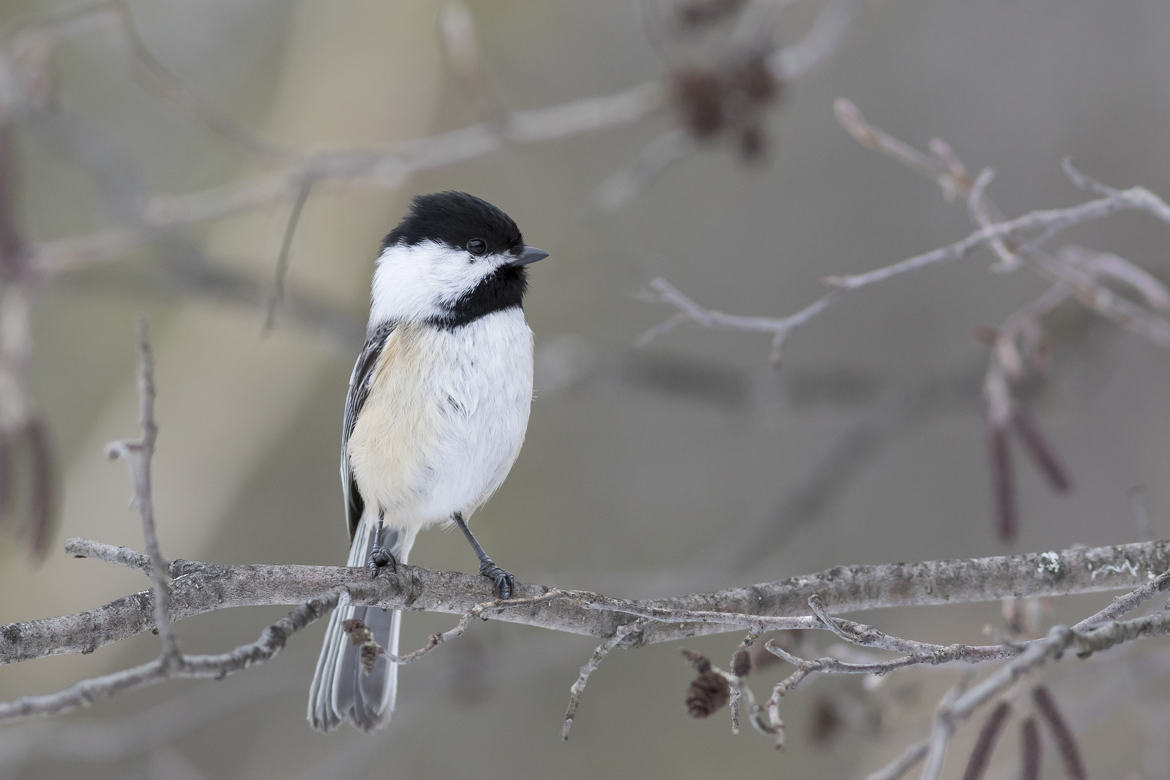 Mésange à tête noire