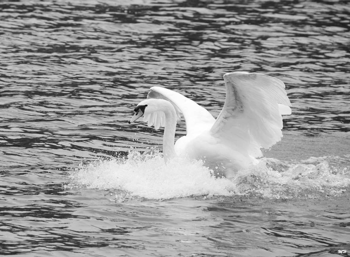 Danse du cygne