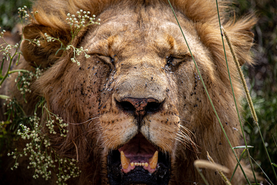 J'ai vi le roi en Tanzanie