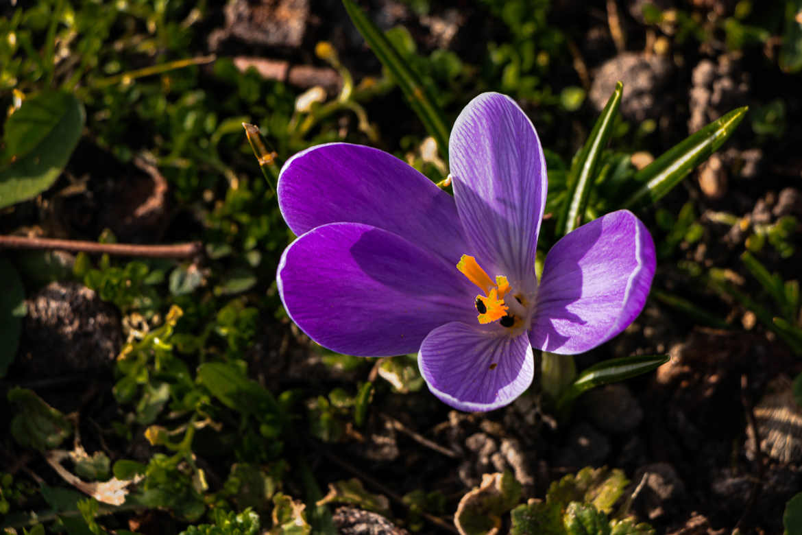 Crocus violet