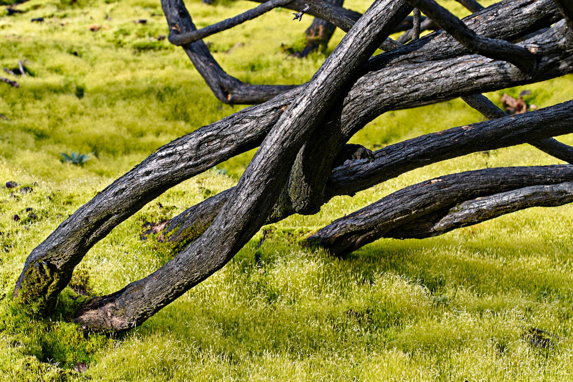 Après l'incendie, le retour de la vie