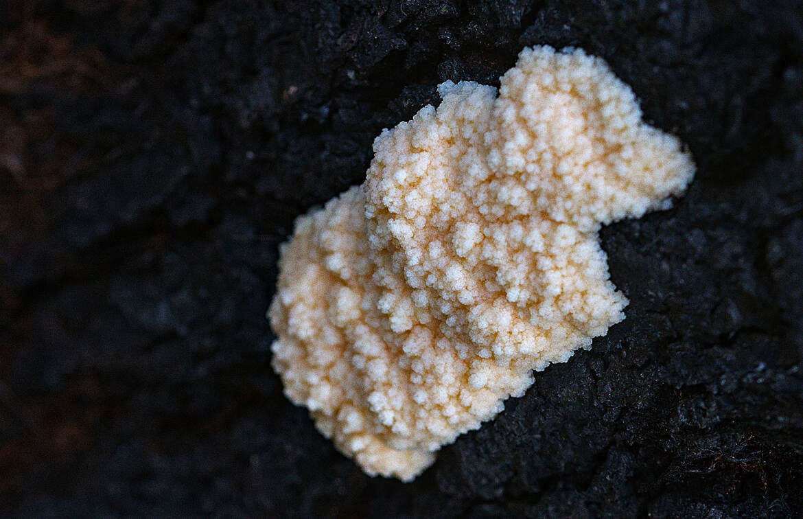 Après l'incendie, le retour de la vie